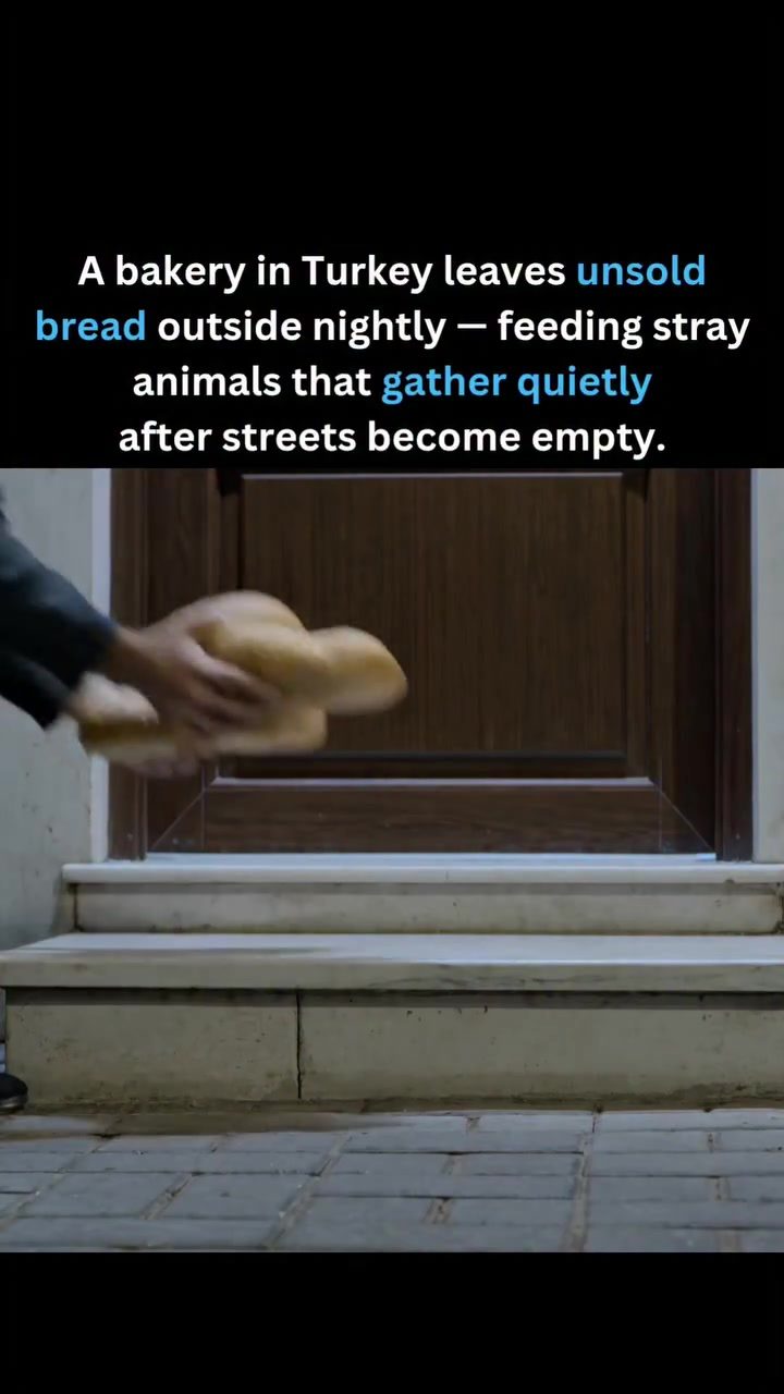 Turkey Bakery Feeds Stray Animals Nightly
