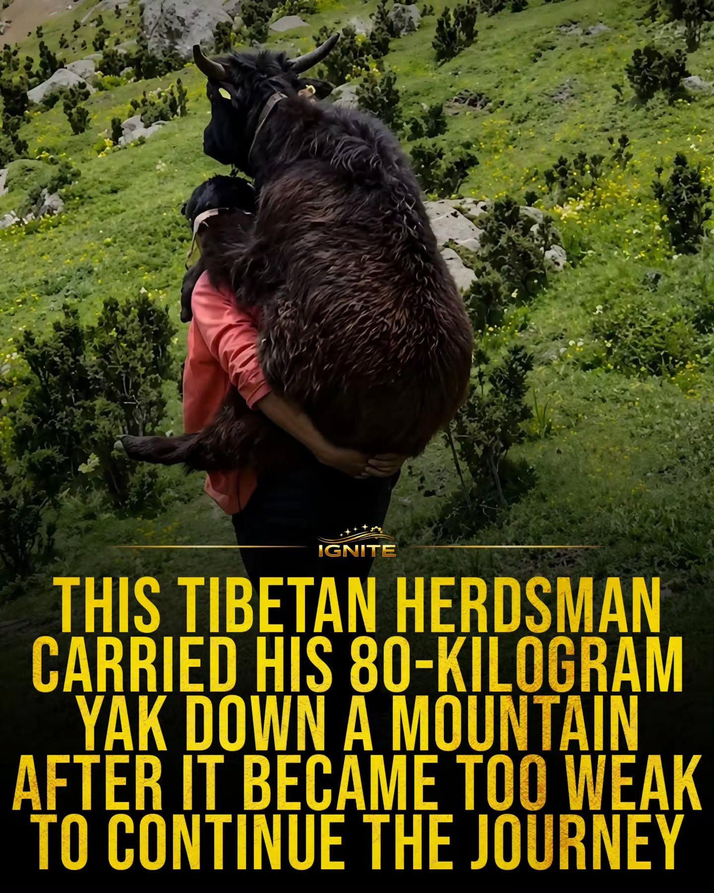 Tibetan Herdsman's Unwavering Compassion: Carrying a Yak Down a Mountain
