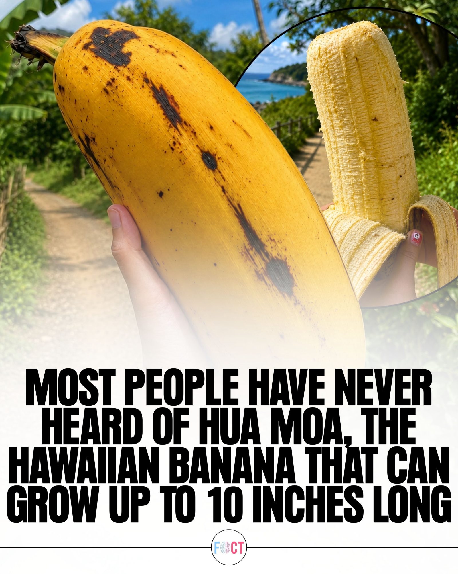 Discover the Gigantic Hua Moa Hawaiian Banana