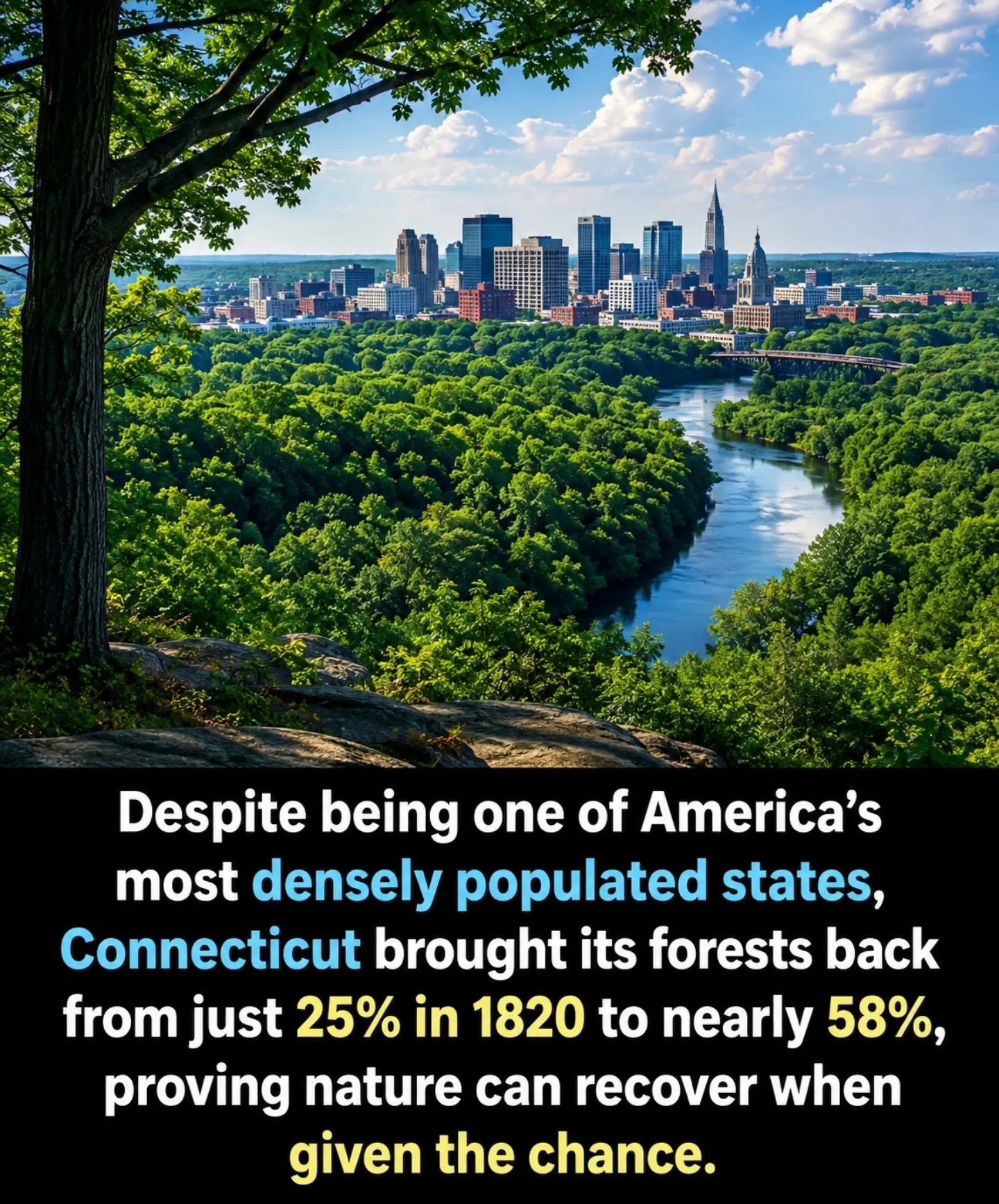 Connecticut's Remarkable Forest Recovery Story