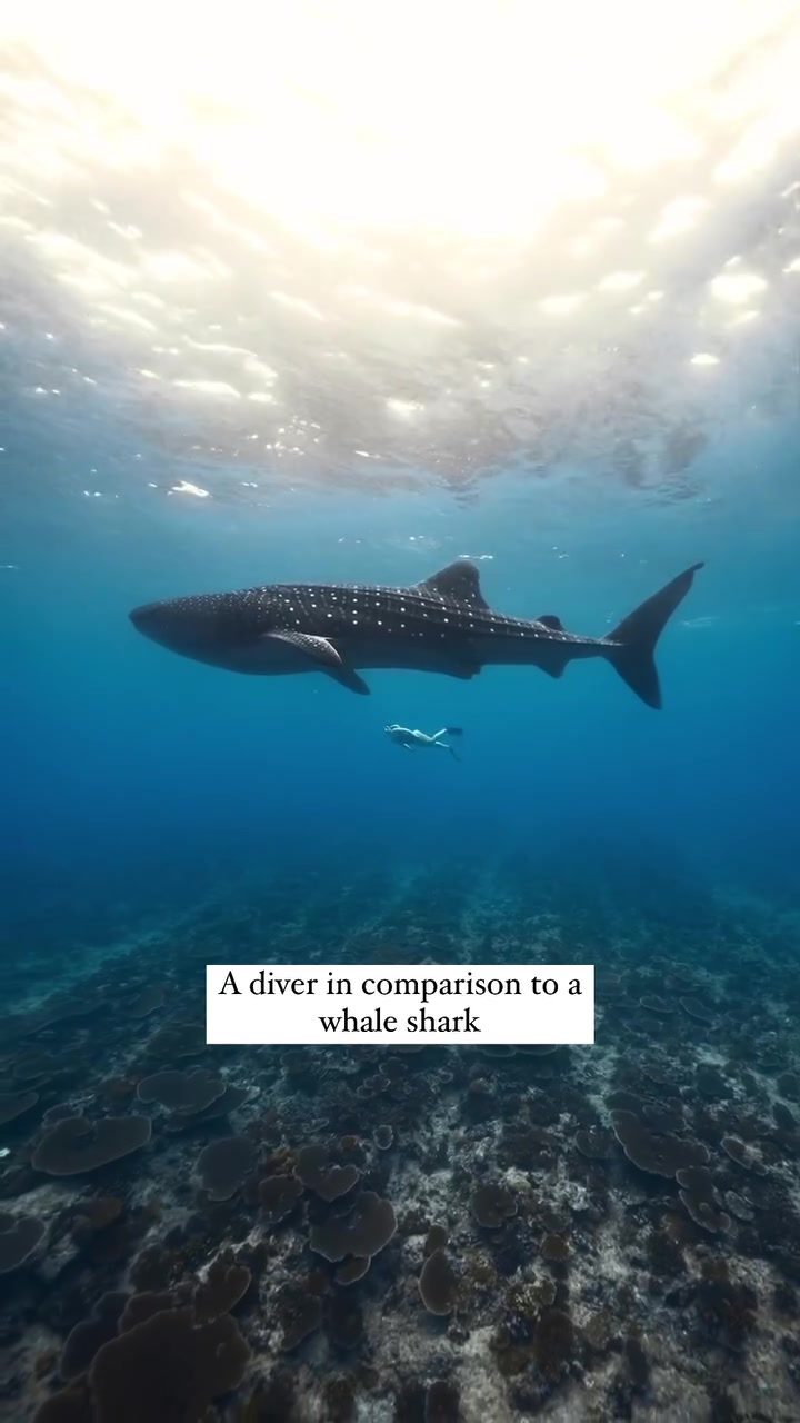 Whale Shark vs. Diver: A Stunning Size Comparison