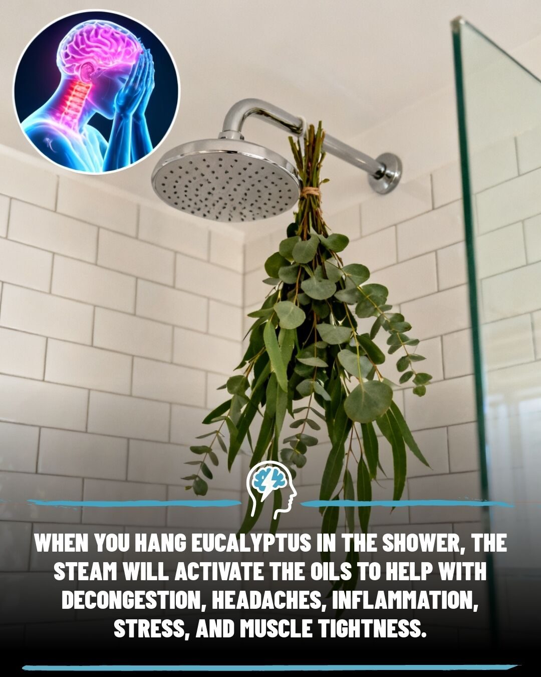 Eucalyptus in the Shower: Health Benefits Revealed