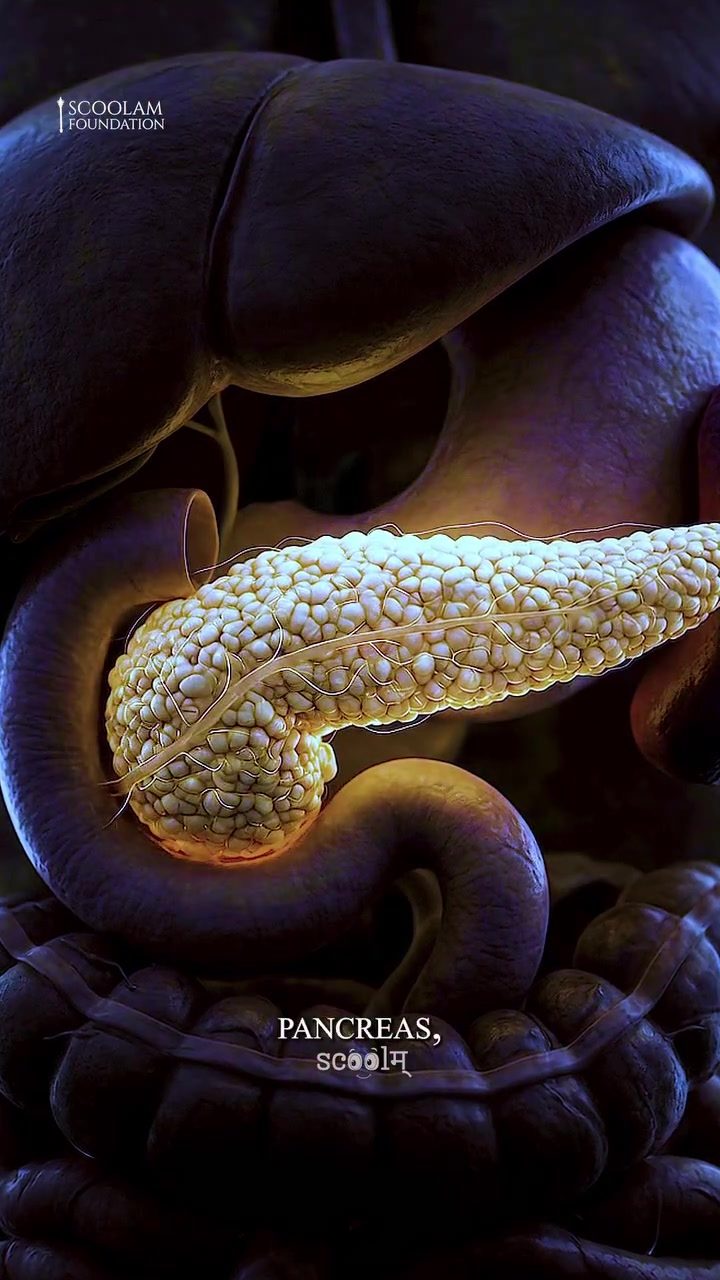 Learn About The Pancreas: Digestion and Blood Sugar