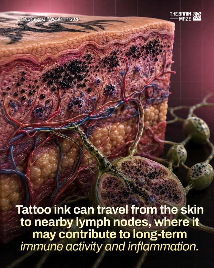 How Tattoo Ink Affects Your Lymph Nodes and Immune System
