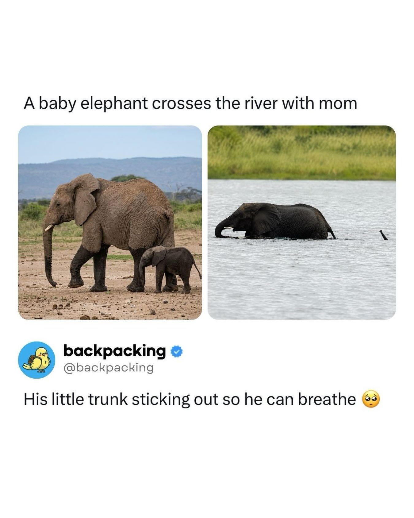 Elephant Herd's Teamwork: Baby Elephant's River Crossing