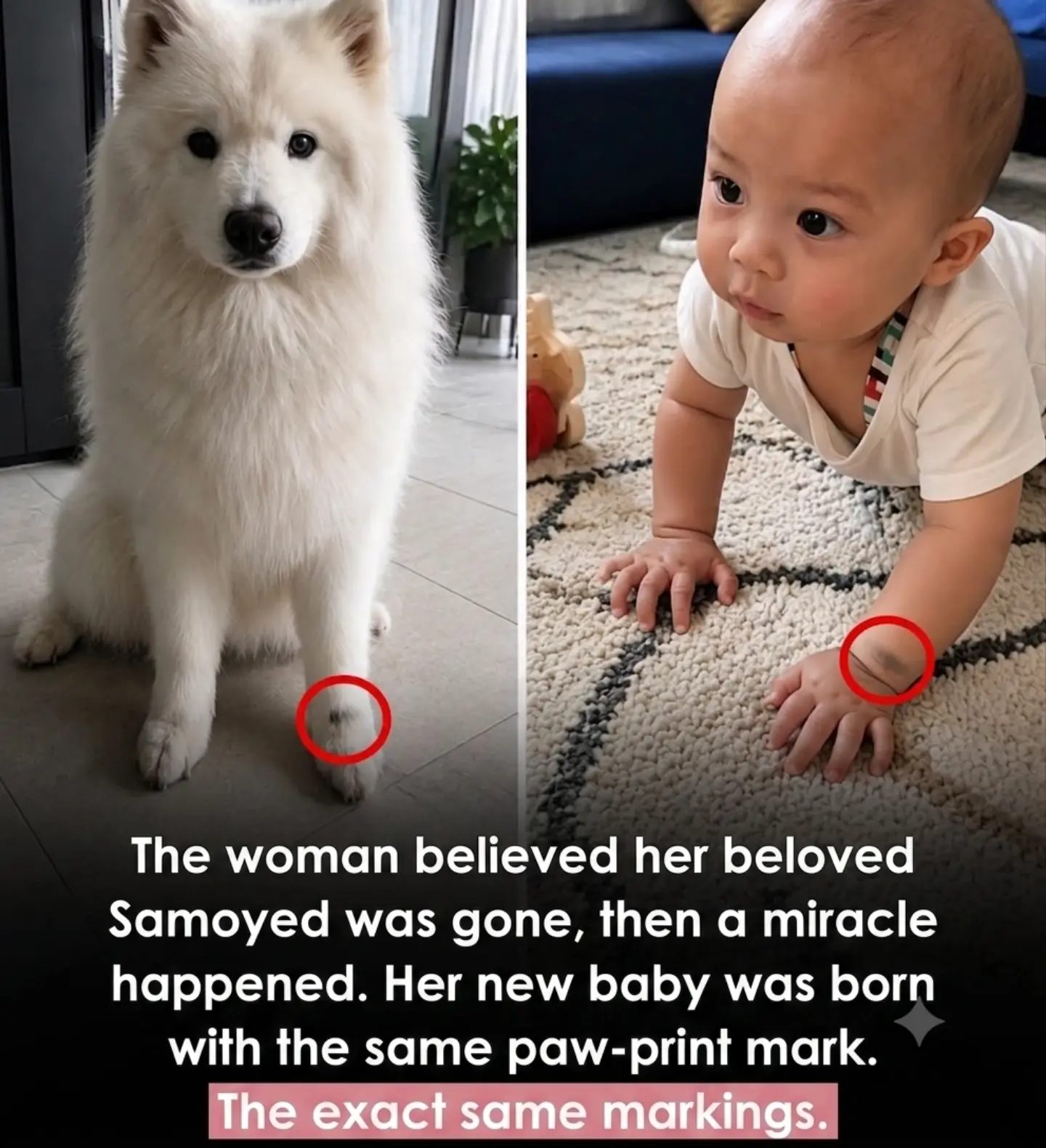 Samoyed Dog's Paw Print Mark Found on Newborn Baby