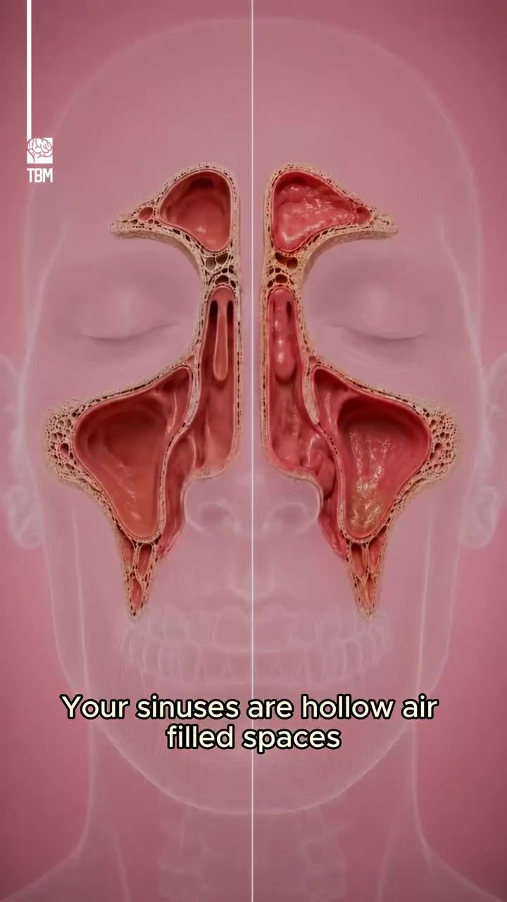 Sinuses: How They Shape Your Voice