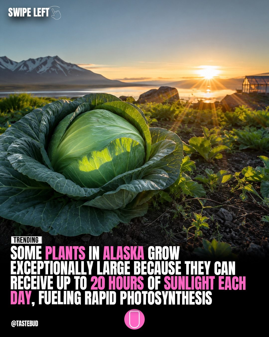 Alaska's Long Days Grow Massive Vegetables