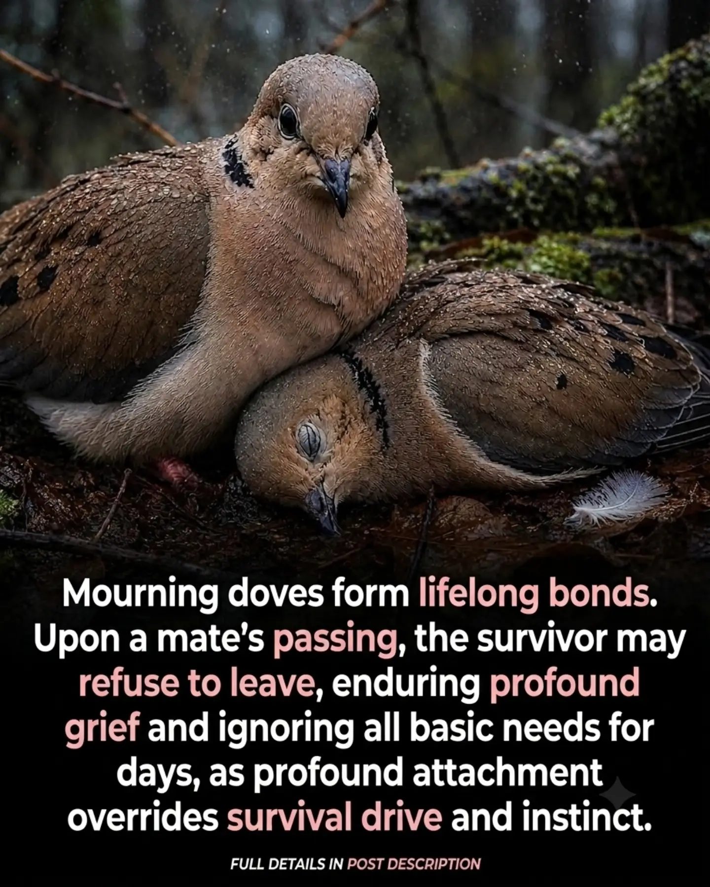 Mourning Doves: Lifelong Bonds and Grief After Loss