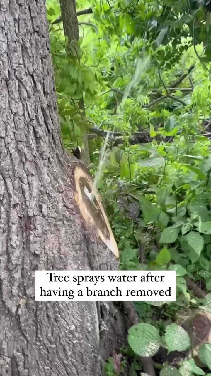 The Surprising Science of Water Spraying from Tree Cuts