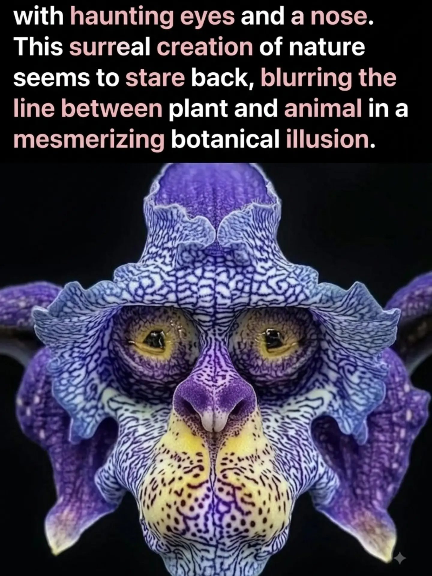 Nature's Amazing Plant Animal Mimicry