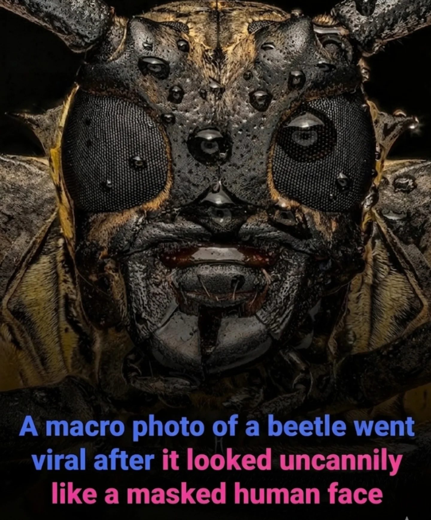 The Viral Beetle Photo Resembling a Masked Face