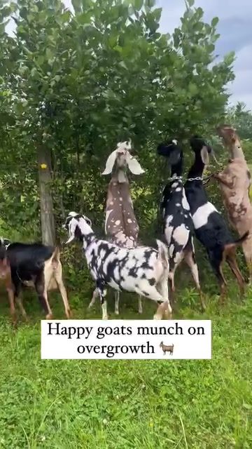Goats Munching on Leaves: Unique Eating Habits