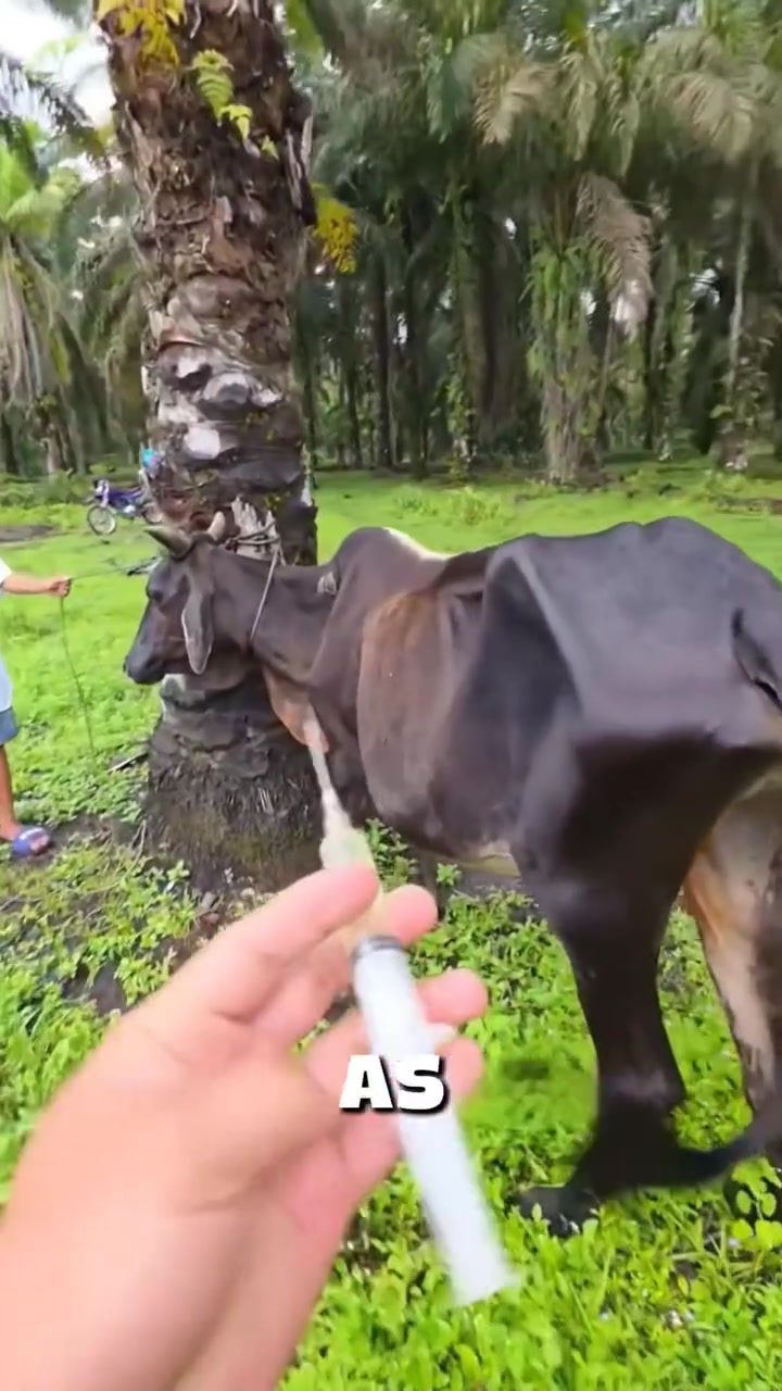 Fast Cow Injection Techniques from the World's Fastest Vet