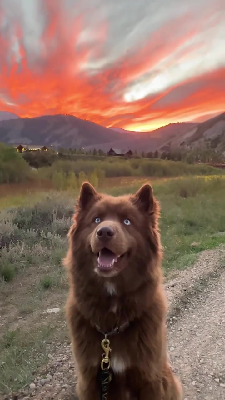 Chow Chow Enjoying Sunset: Happy Dog on Leash