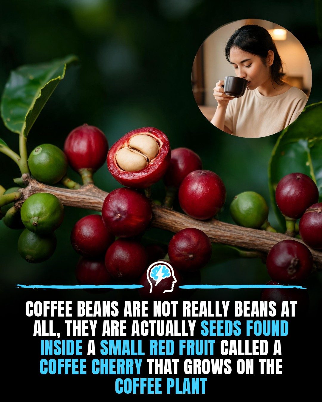 The Surprising Truth About Coffee: It's a Seed, Not a Bean