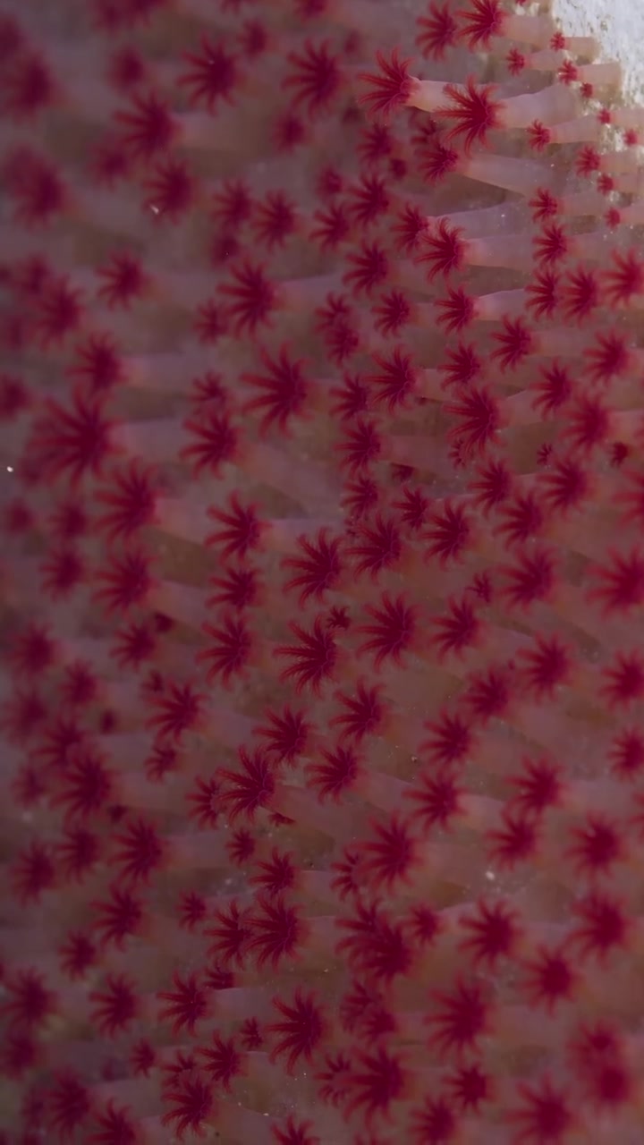 Osedax Worm: Bone-Eating Deep-Sea Creature