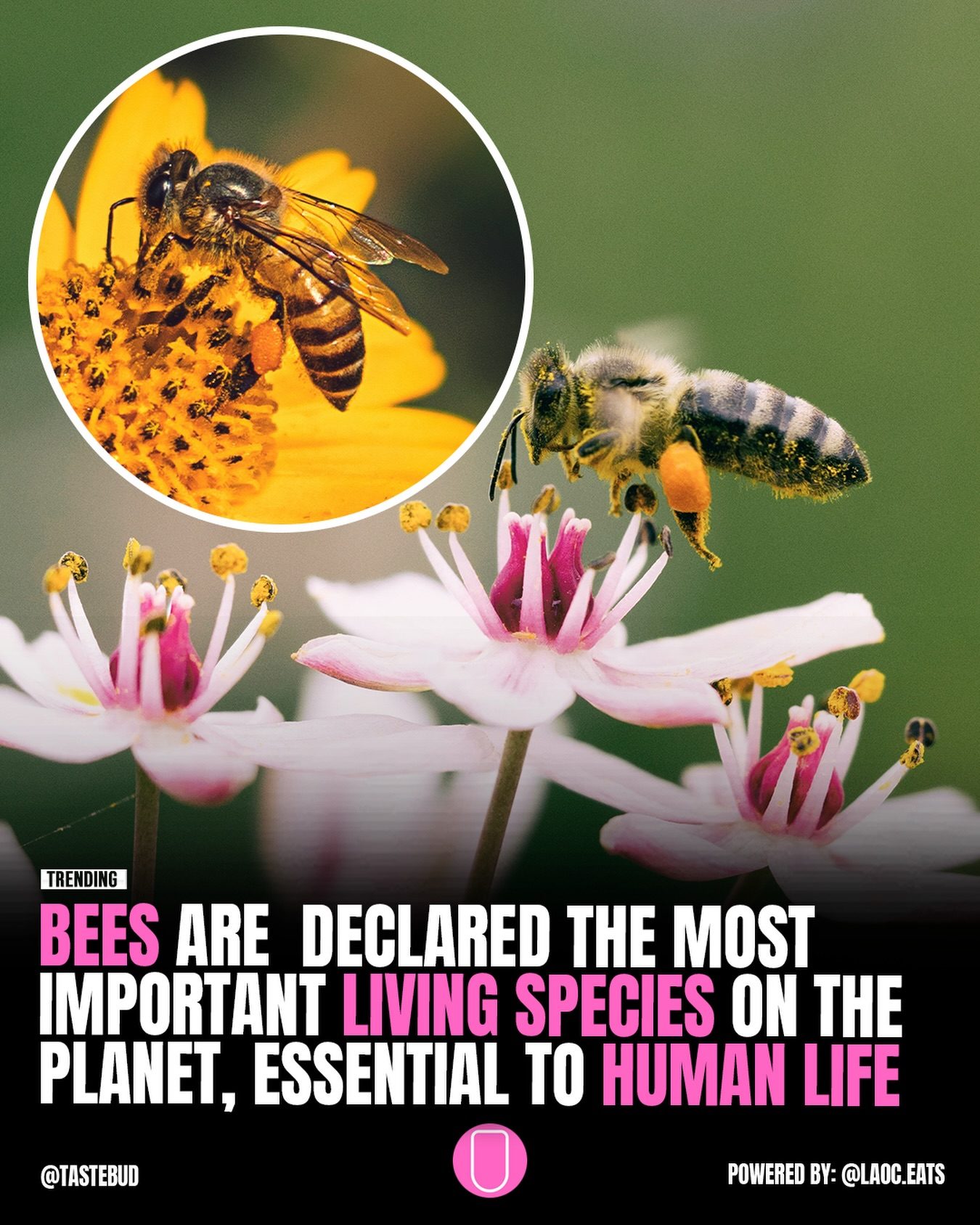The Vital Role of Bees in Global Food Production