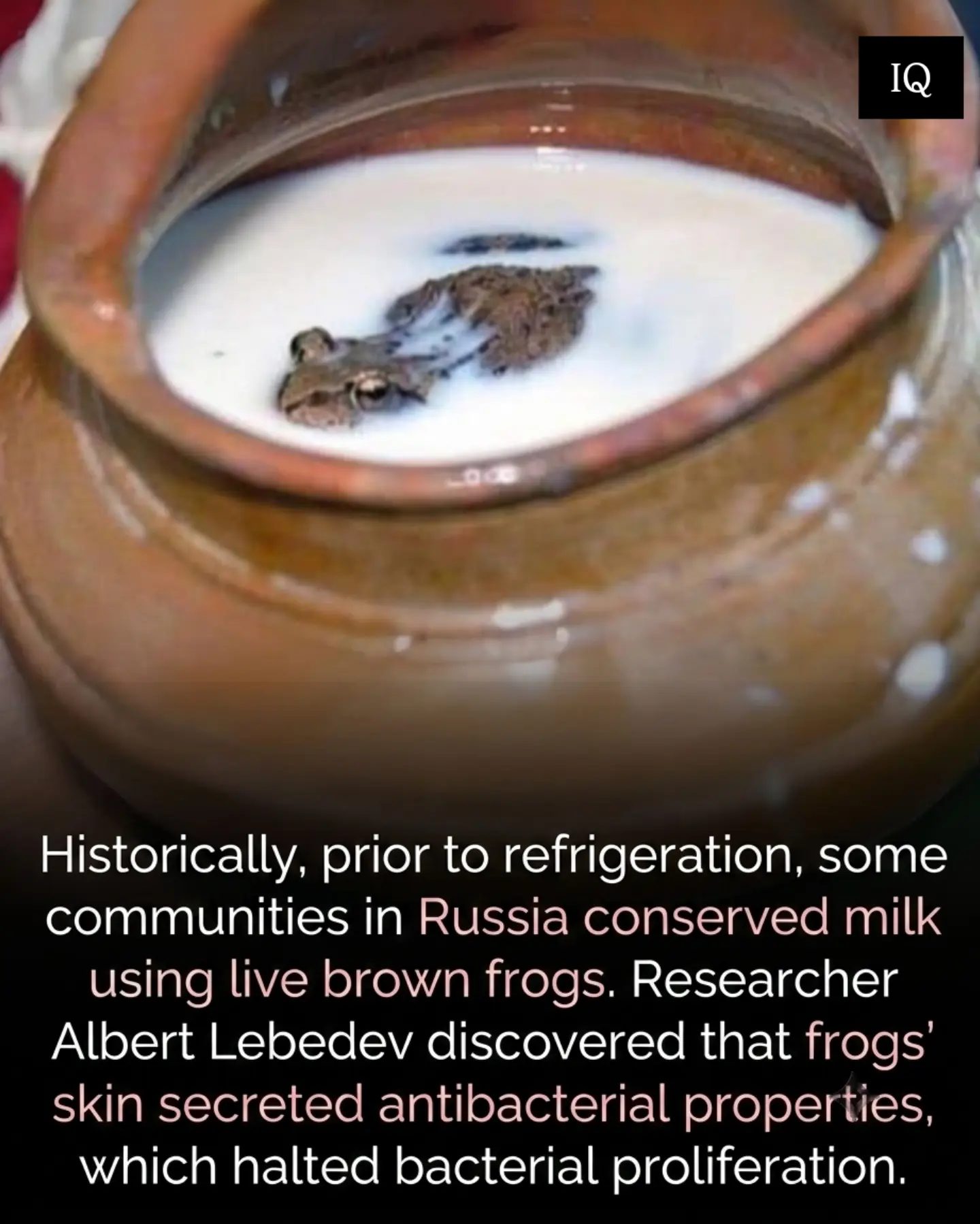 Frogs Used to Preserve Milk: A Historical Russian Tradition
