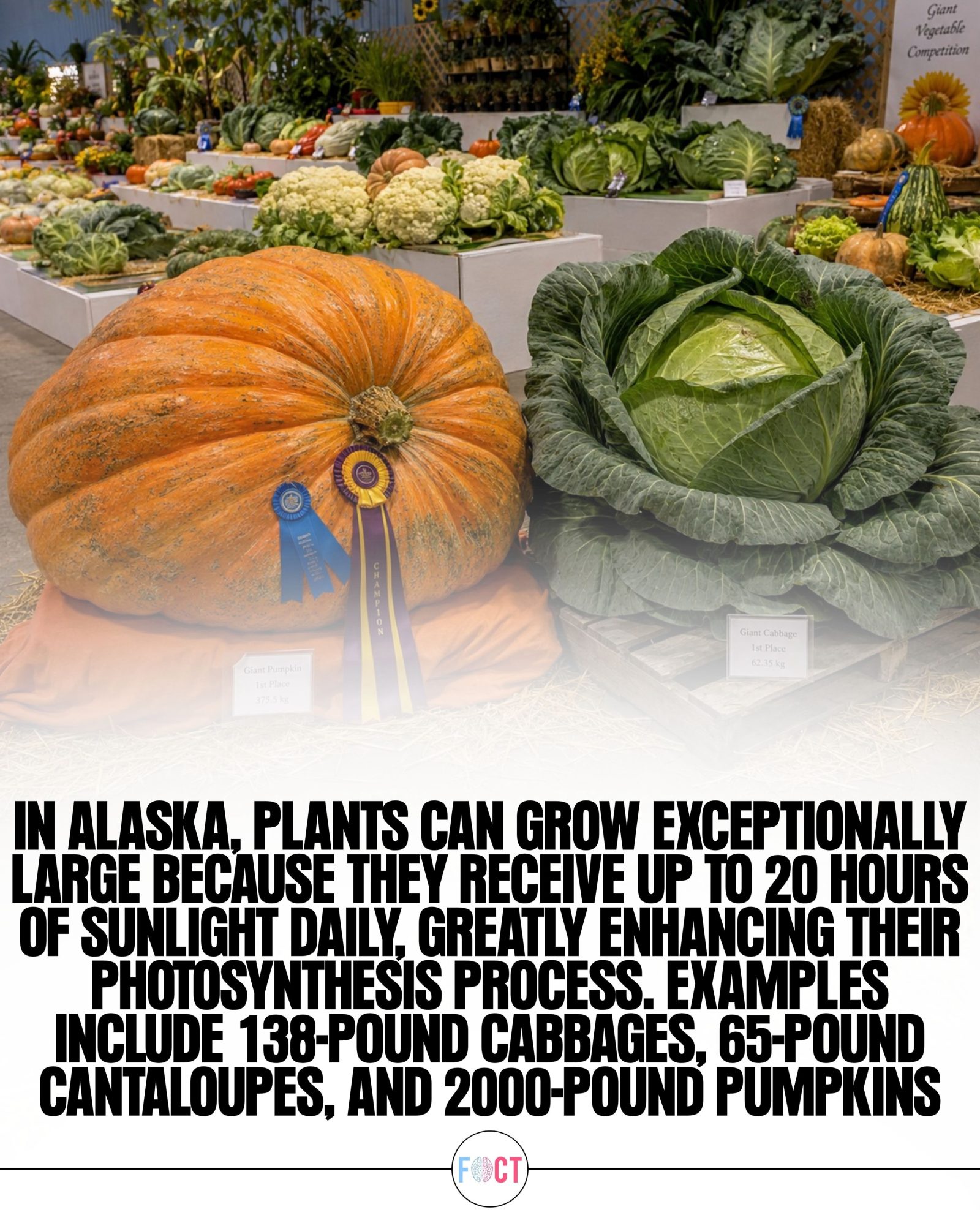 Alaska's Extraordinary Giant Vegetables