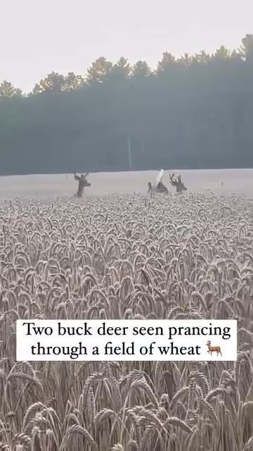Two Majestic Deer Prance Through a Wheat Field