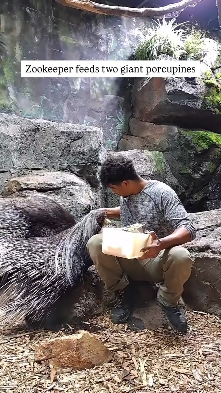 Giant Porcupine Care: A Zookeeper's Feeding Routine