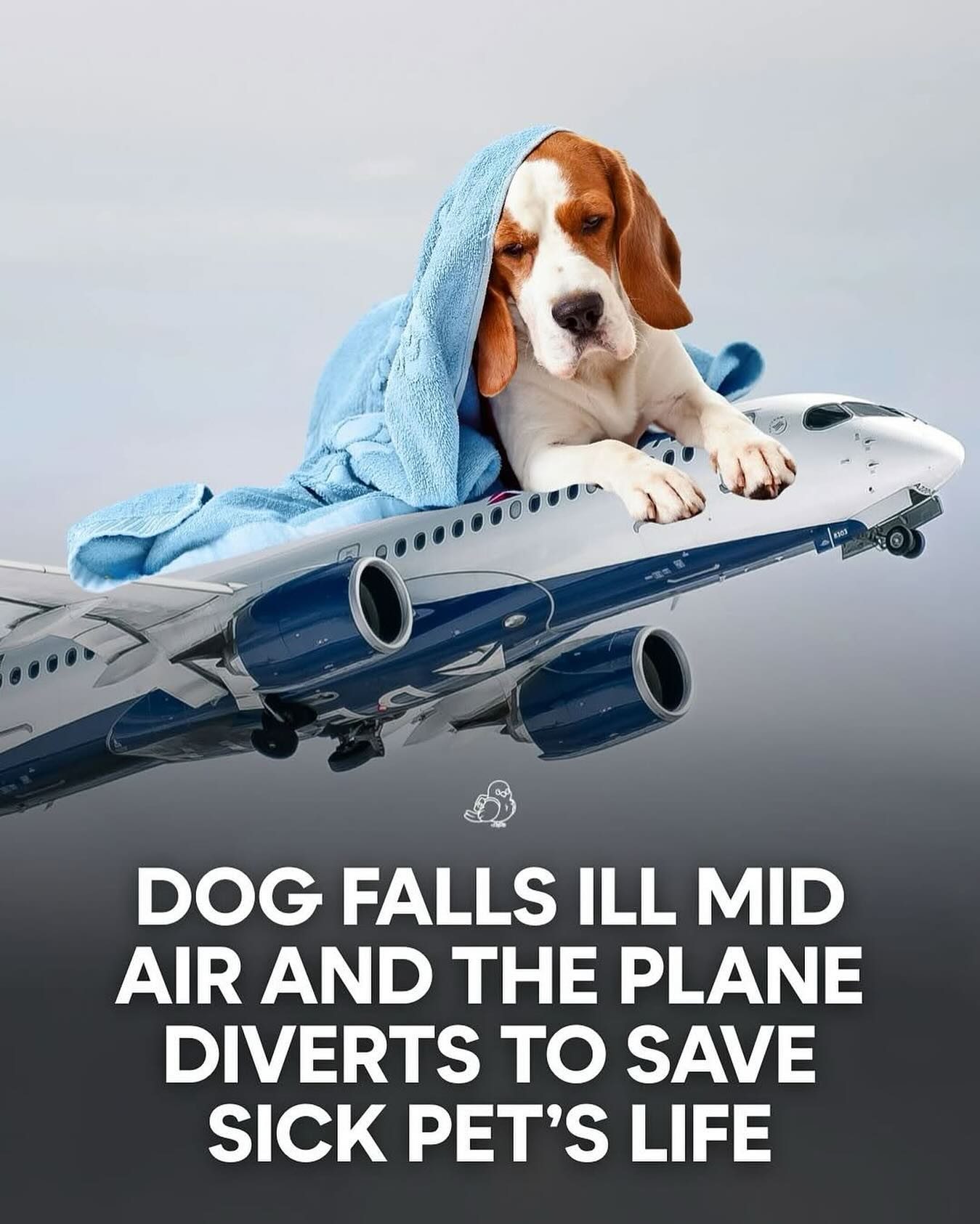 Delta Flight Diverts to Save Sick Dog Onboard
