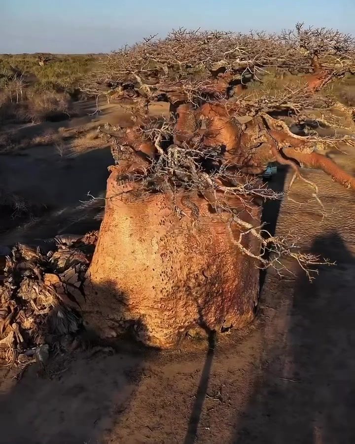 Aerial View of Massive Baobab Tree