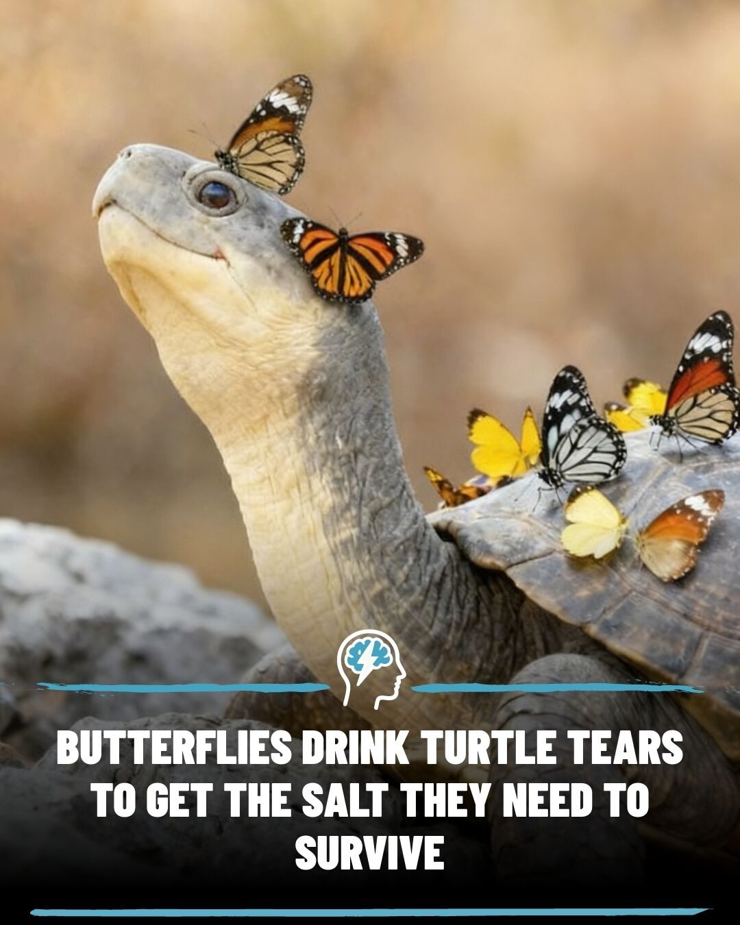 Butterflies Drink Turtle Tears for Essential Salt