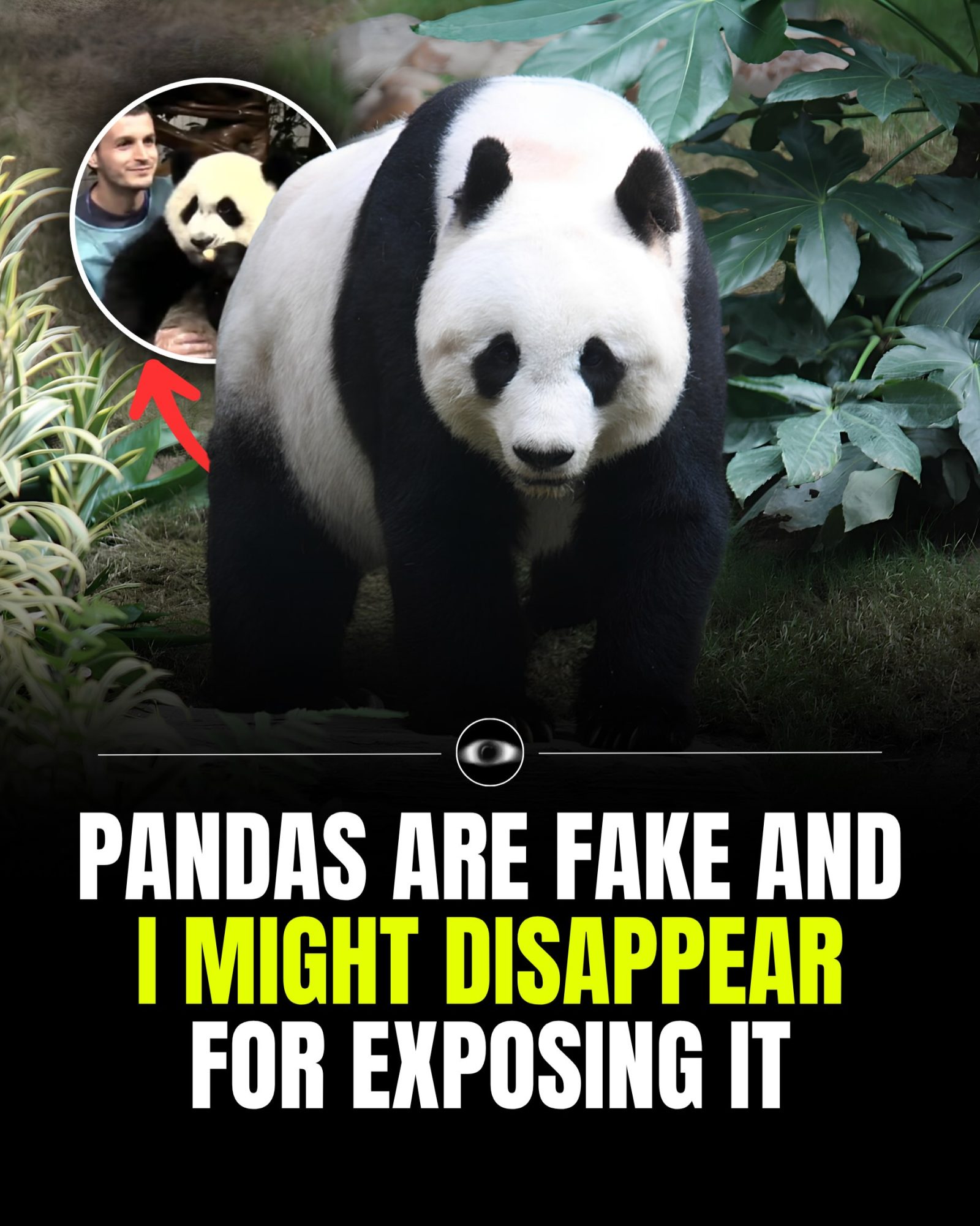 Pandas Exposed: The Conspiracy Theory Challenging Their Existence
