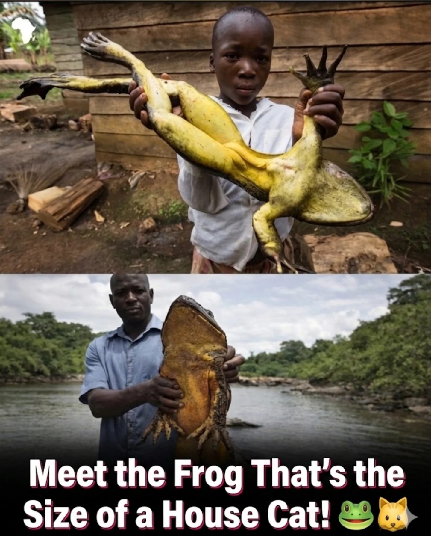 Goliath Frog: Meet the Cat-Sized Amphibian of Cameroon