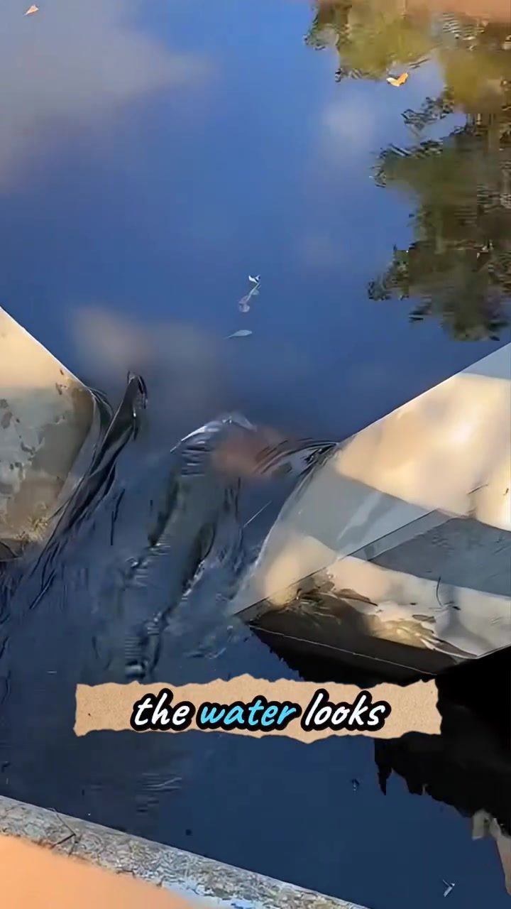 Alligators in Unexpected Urban Spots in Florida