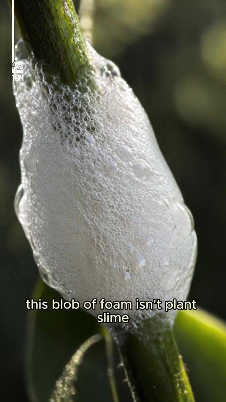 The Amazing Foam Shelters Built by Spittlebug Nymphs