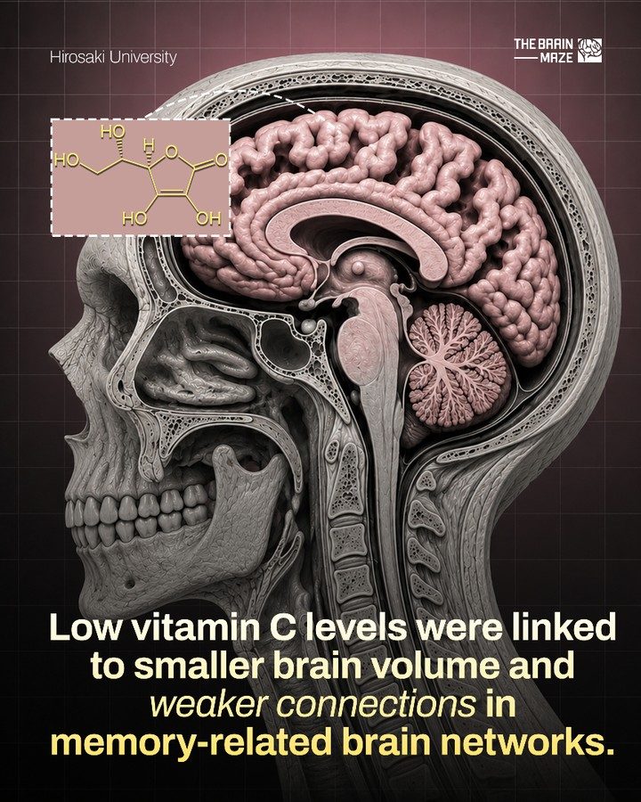 Vitamin C's Role in Brain Health and Memory