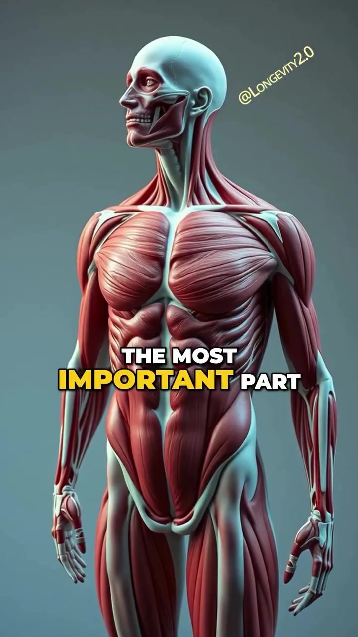 Muscles Key to Blood Sugar Control: Why Size & Sensitivity Matter