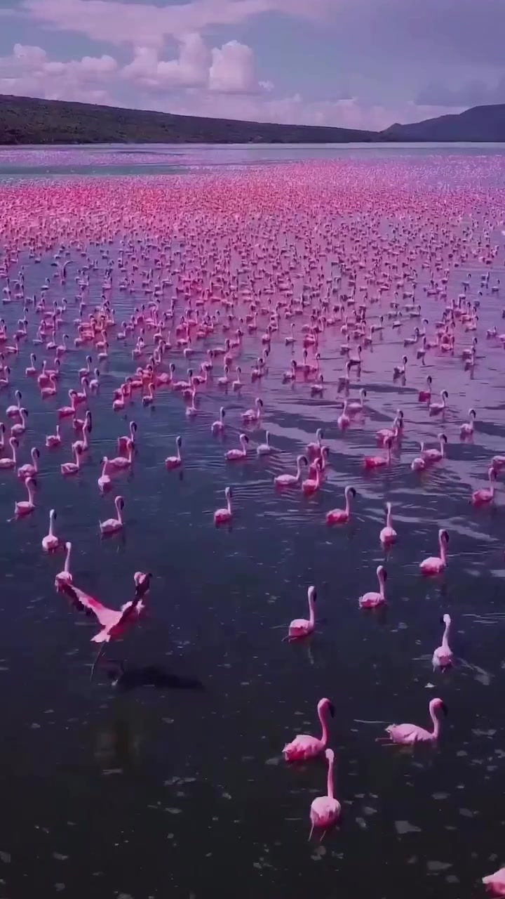 Lake Bogoria's Million Flamingos: Aerial View