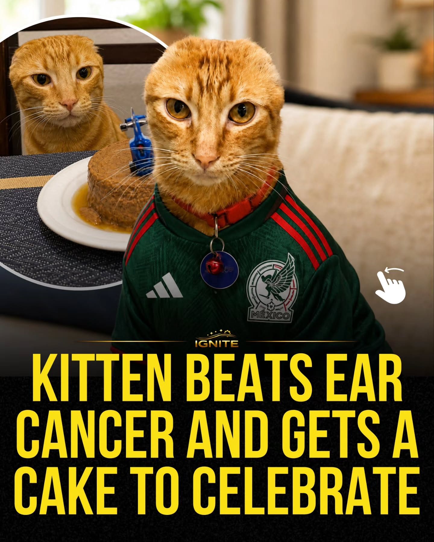 Kitten Beats Cancer and Celebrates with Adidas Cake