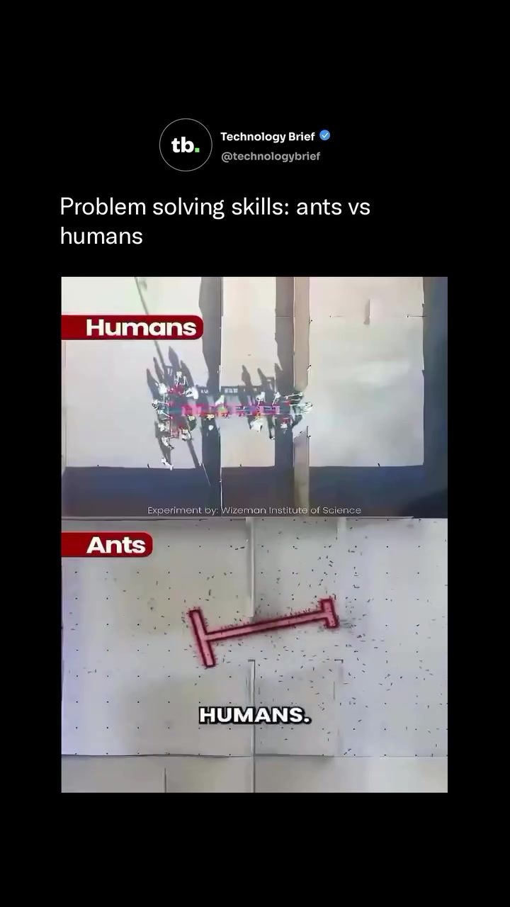 Ants Outperform Humans in Group Problem-Solving Experiment