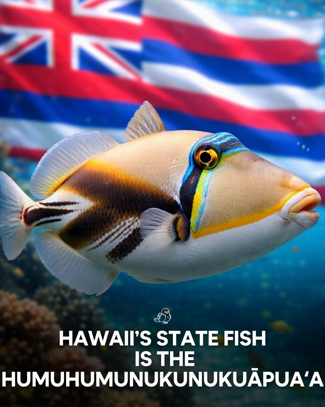 Discover Hawaii's Unique State Fish: The Humuhumunukunukuāpuaʻa