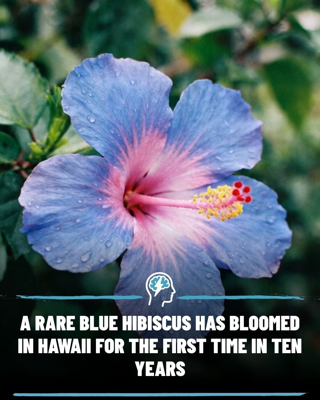 The Truth About the Rare Blue Hibiscus Bloom in Hawaii