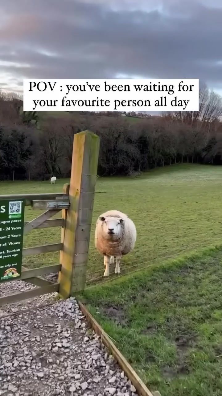 Pandora the Sheep: Rescued and Thriving in Yorkshire
