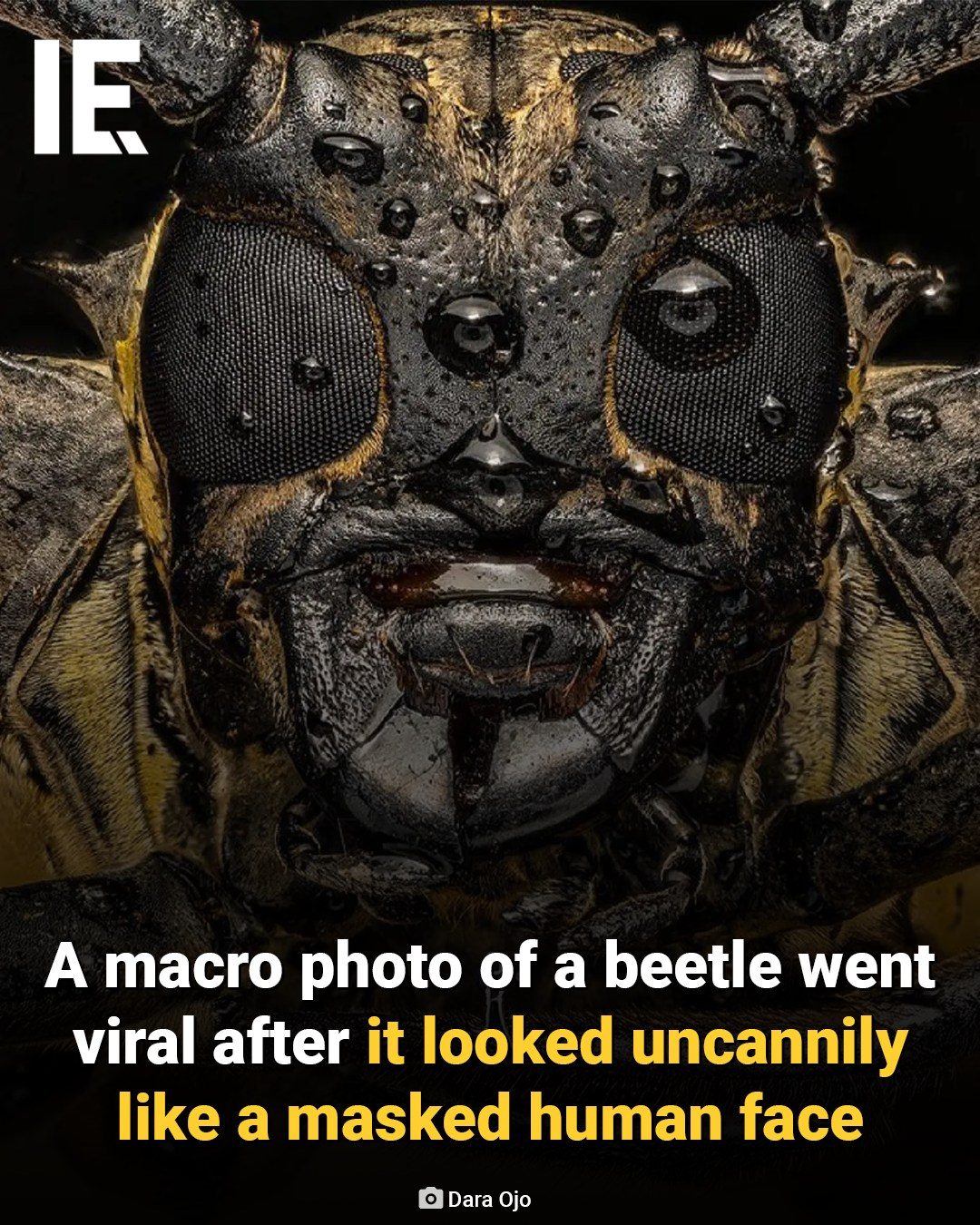 How a Beetle's Macro Photo Fooled Thousands Online