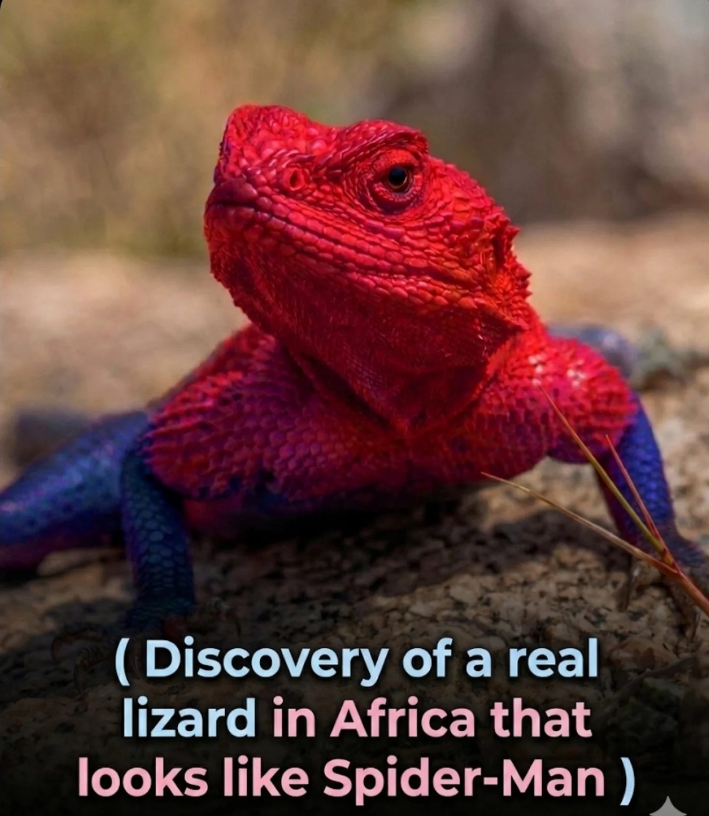 **African Lizard Stuns with Spider-Man-Like Colors**