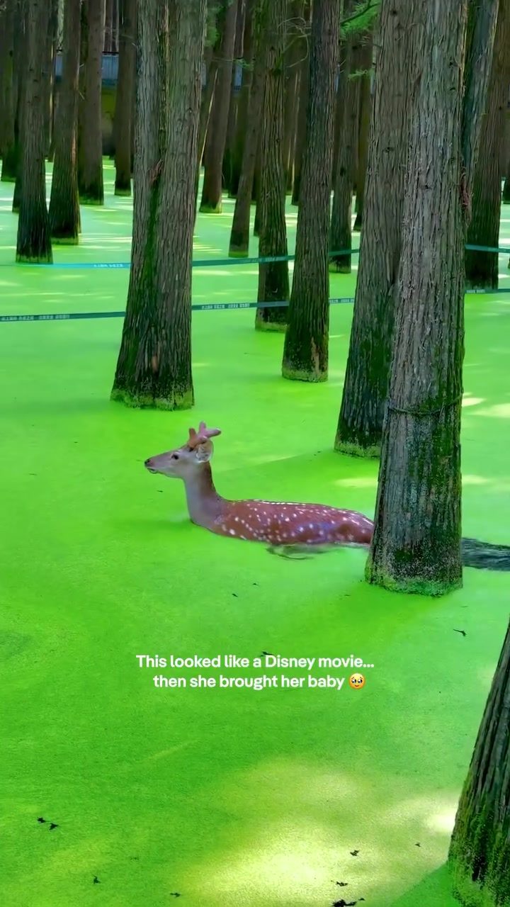 Tender Moments: A Deer and Fawn in Qingshan Lake's Enchanting Swamp