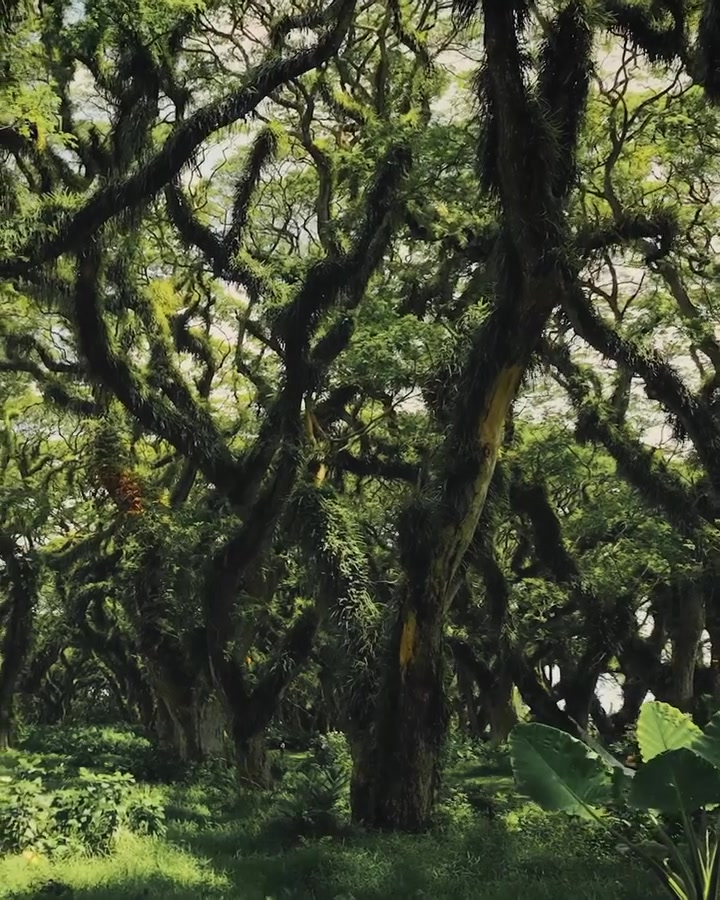 Forest Canopy: Dense, Vibrant Beauty from Above