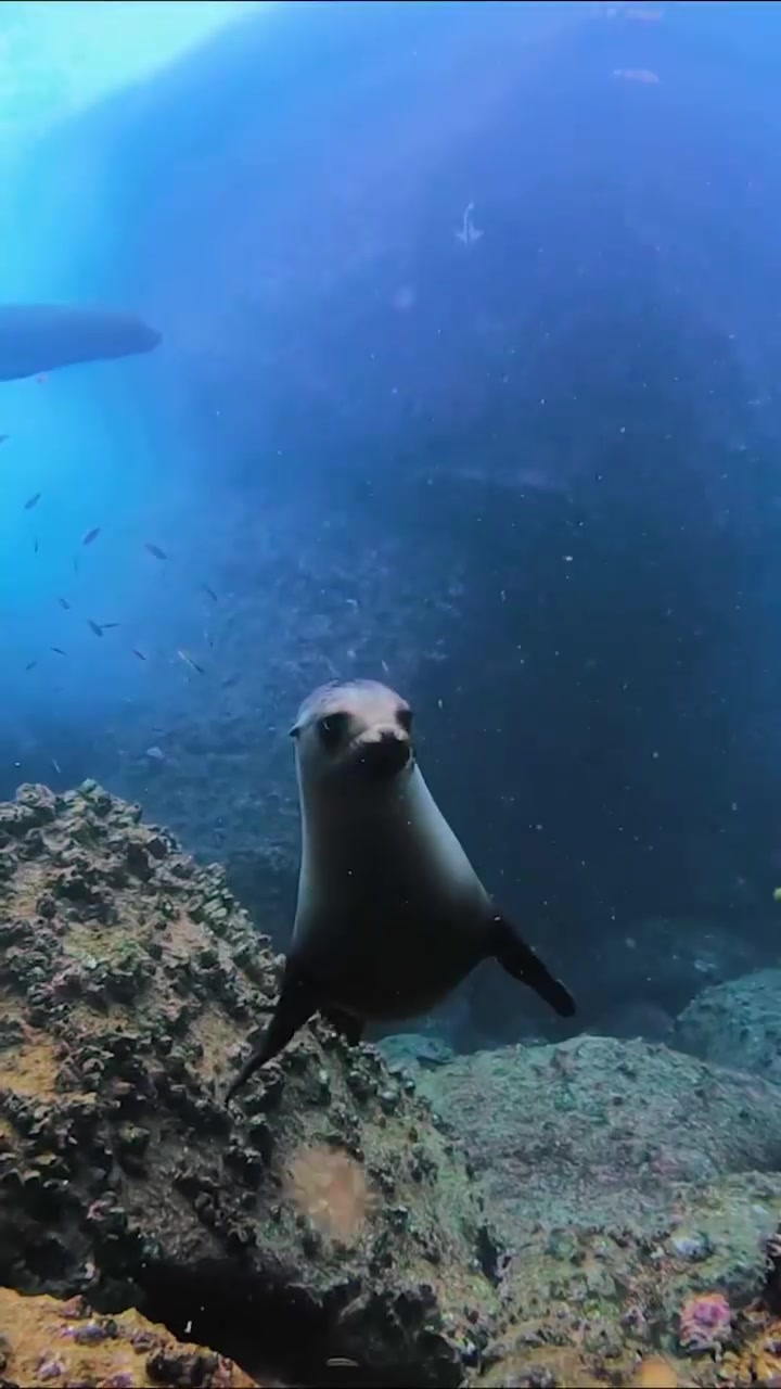 Freediving With Cressi Equipment: Underwater Beauty
