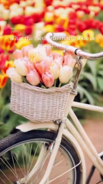 Netherlands Spring Beauty: Tulip Fields, Windmills, and More