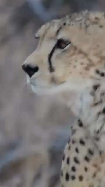 Experience Cheetahs in Their Natural Habitat: A Close-Up View