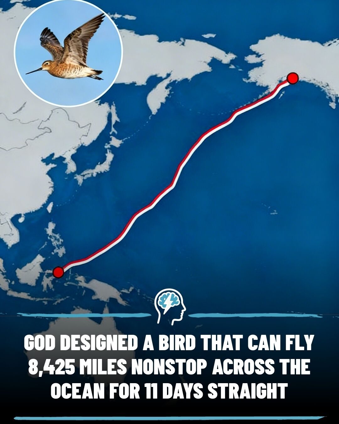 **Birds' Remarkable Journey: Bar-Tailed Godwit's Nonstop Flight**