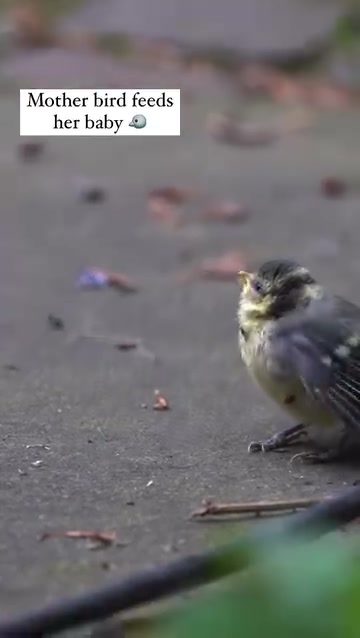 Mother Bird Feeding Her Fledgling: A Heartwarming Display of Parental Care